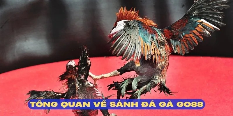 Tìm hiểu thông tin chi tiết cổng đá gà GO88