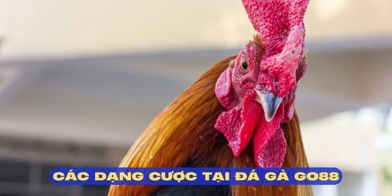 Đa dạng kèo cá cược đá gà GO88
