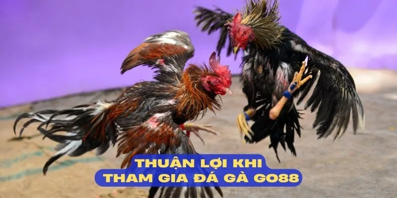 Sảnh đá gà mang về nhiều khoản lợi nhuận bất ngờ
